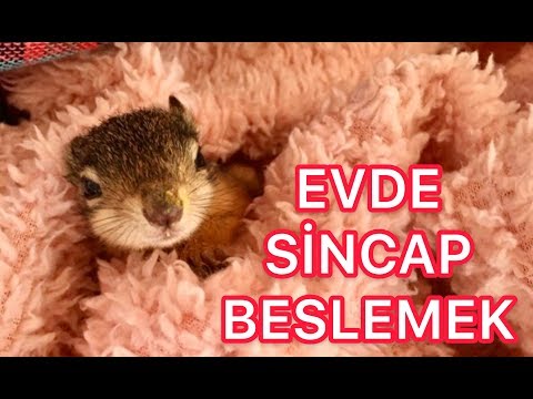 evde gelincik bakimi farmer