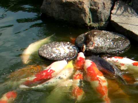 baby duck feed the carp (Ni...