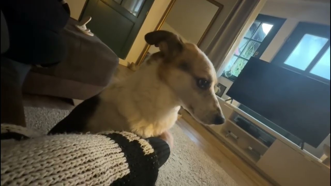 Warum legt mein Hund die Pfote auf meine Hand?