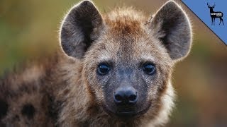 Why Do Hyenas Laugh?