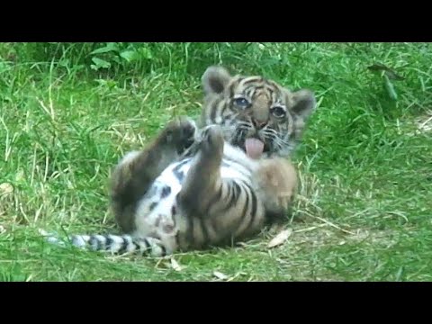 Urocze tygrysiątko sumatrzańskie Surya - ZOO Wrocław 2020