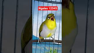 Download lagu pleci Bustomi ngalas standar 12345 #plecigacor mp3