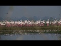 Chilean Flamingo