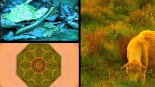 Submerged by Danielle de Picciotto & Alexander Hacke