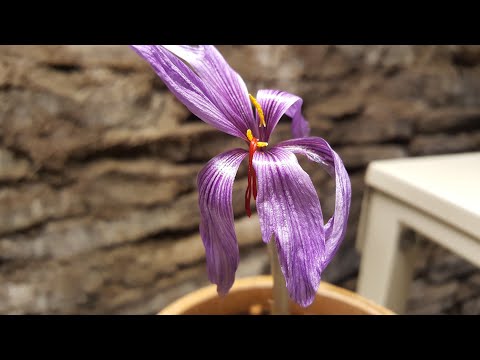 The Harvesting Of 3 Whopping Saffron Stigmas