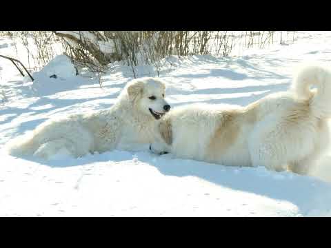Pyrenees Bro's at Play