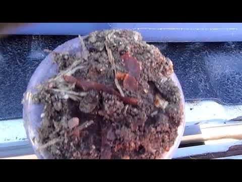 2nd YouTube video about are there termites in colorado