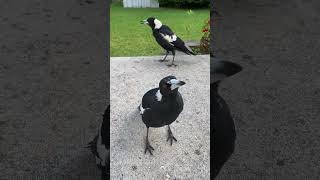 Download lagu Burung Magpie Australia yang Cantik Bernyanyi #magpie #suaraburung #magpie mp3