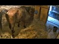 Horse Taking A Massive Shit 4K UHD