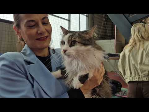 izlozba macaka na Kantridi