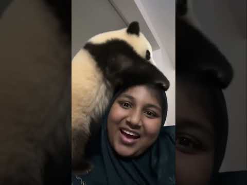 Al ￼ animals and animals