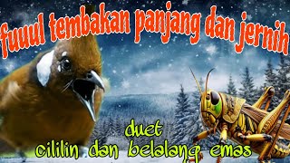 Download lagu Fuuul tembakan panjang cililin dan belalang emas mp3 Download lagu Fuuul tembakan panjang cililin dan belalang emas mp3