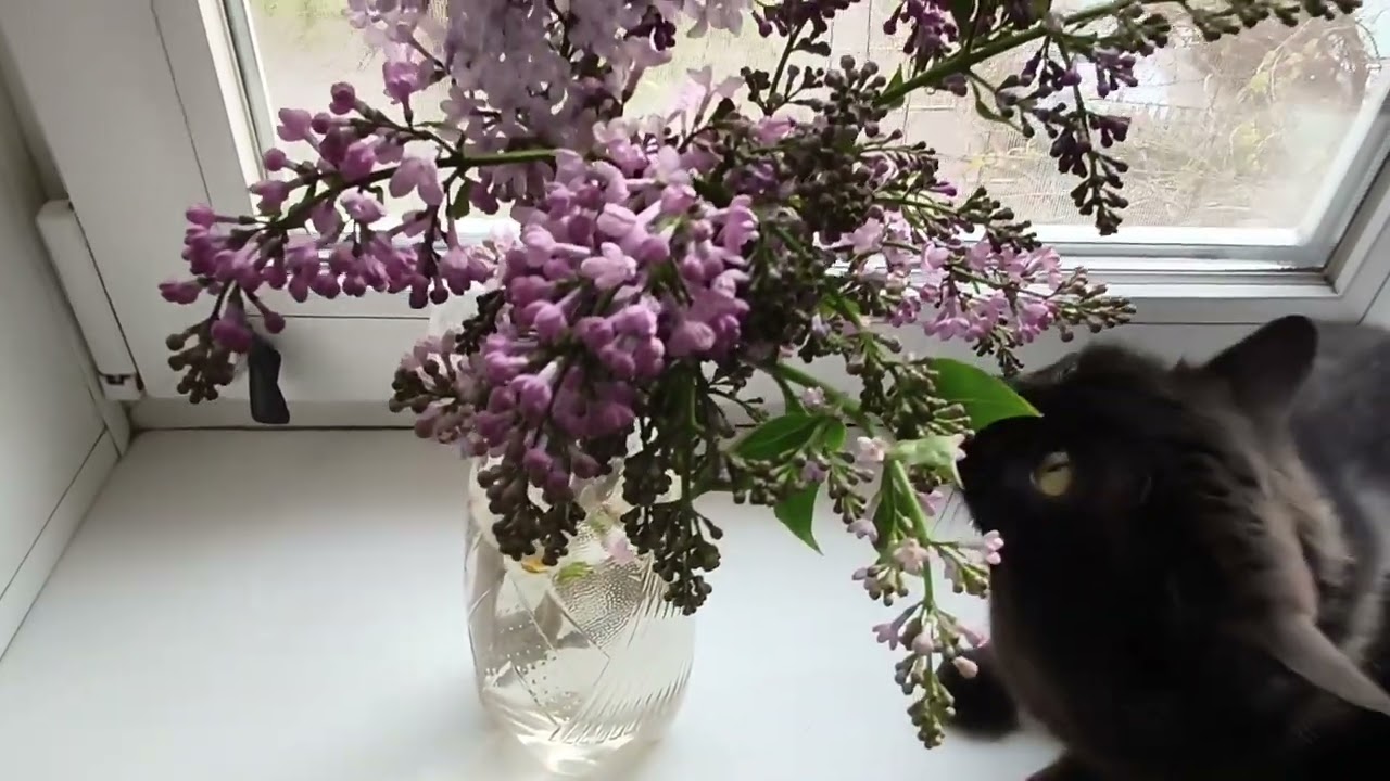 ВЕСЕННИЙ ЗВЕЗДОПАД 🌟 В ЗАПОРОЖЬЕ 21.04.2026