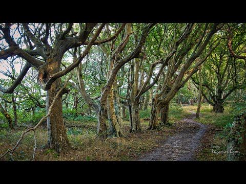 Nordküste der Insel Rügen  -en0575
