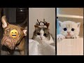Cat Lover Cats Being Cats FunnyCats Episode 2294