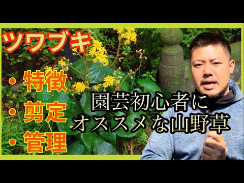 庭のツワブキ 植物