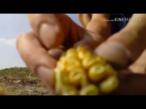 Video epico !!!!! Si va a spigolare ep1