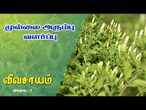 download lagu mp3 mp4 Mullai Poo, download lagu Mullai Poo gratis, unduh video klip Mullai Poo