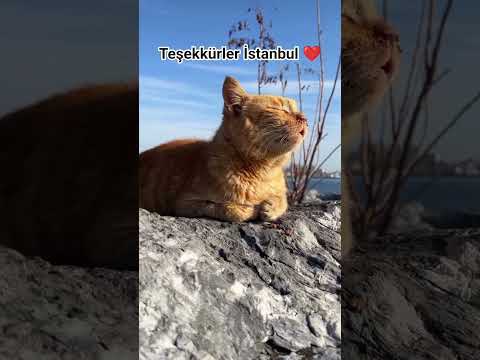 teşekkürler İstanbul ❤️