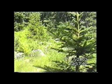 Sali Neza - Bjeshka e Ishtedinit