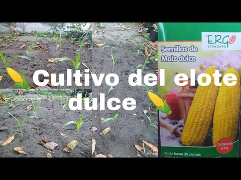 , title : 'Como plantar elote dulce, mazorca, choclo, jojoto, palomitas de maiz, cotufas, canguil, maiz pira.🌽🌱'