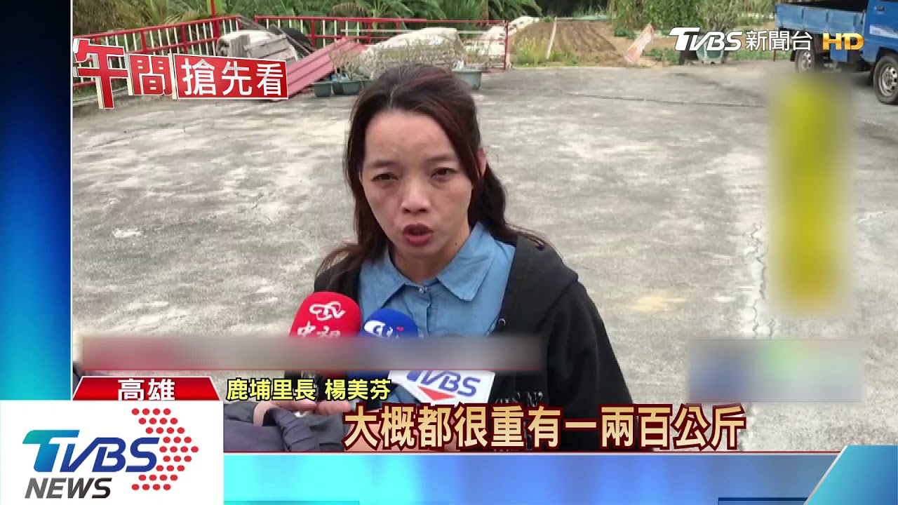 野生梅花鹿橫行山區果園! 果農損失難估計