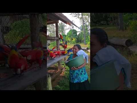 Fund 16 Honduran Women Saving Endangered Parrots