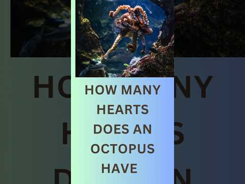 'Mind- Blowing Octopus Fact You Didn't Know!'
