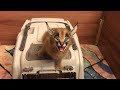 Caracal Screams for Food