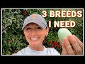 3 Chicken Breeds I NEED! YOU Need Too!