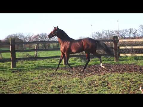 Présentation NIDOR étalon AQPS remarquable monte à l'élevage de la Haute Chaussée Eric Leray
