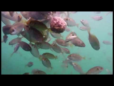 The fish is attacking the bait ball! Visual feast