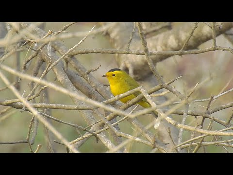 Wilson's Warbler - Pat O'Neil Bird ID's