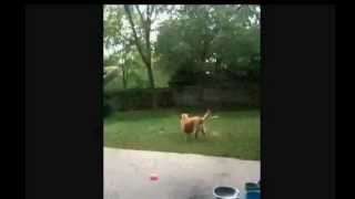 Meet Cassie The Protandim Dog