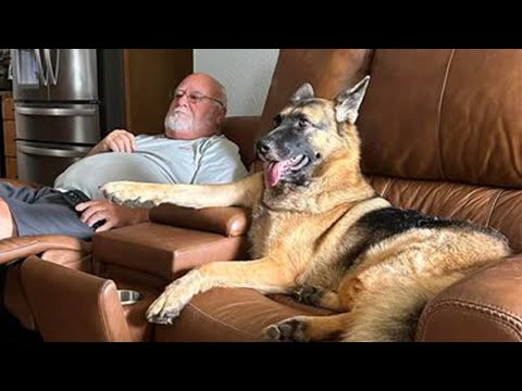 When You Won't Believe How Funny Your K9 Is!