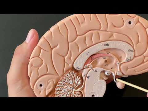 Human Anatomy, Brain Model