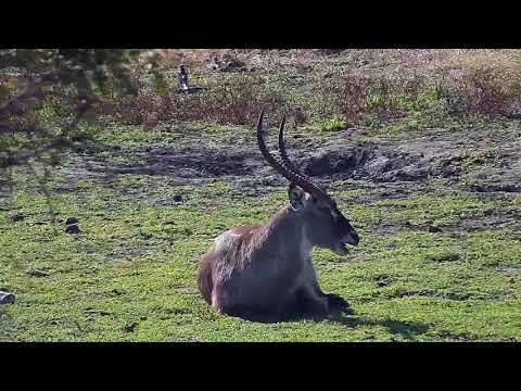 Djuma: Waterbuck bull - 14:12 - 07/09/20