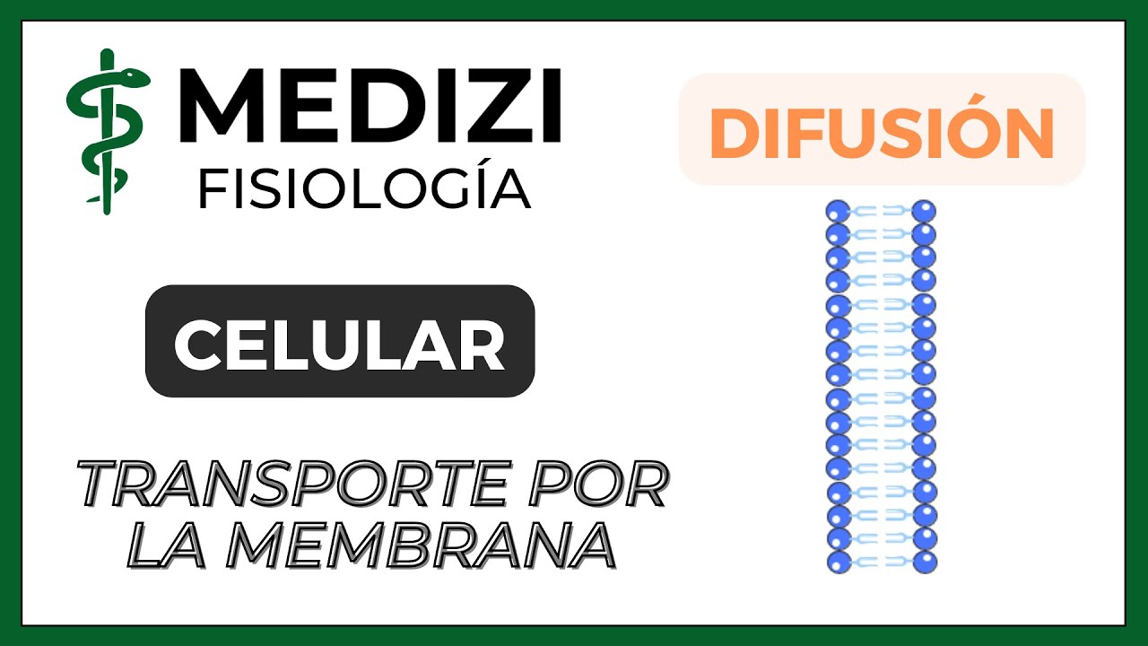 Fisiología Celular - Transporte membrana celular (DIFUSIÓN Y TRANSPORTE ACTIVO) (IG:@doctor.paiva)