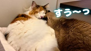 猫吸いをする猫　※お引越ししました【保護猫/黒猫&シャム猫/シャムミックス&ノルウェージャンフォレストキャット】 #cat #japanesecat #保護猫