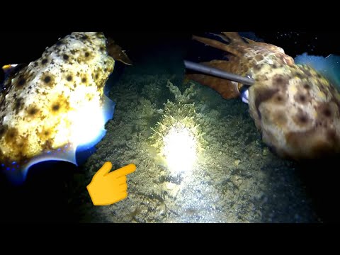 Spearfishing Cuttlefish & Assorted Fish