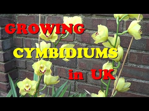 , title : 'The Plant Traveller: Growing  Cymbidiums Orchids in  UK'