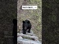 BEAR ALMOST BREAKS ITS NECK RUNNING DEAD ON INTO A TREE ‍ ️ ‍ ️