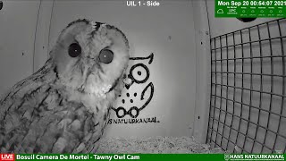 12HRS LIVE Bosuil Camera De Mortel (Tawny Owl Camera)
