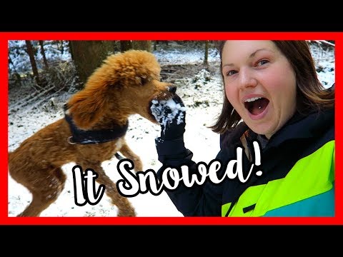Odin's First Haircut & Snow | VLOGMAS