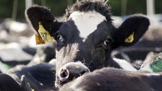 Factory Farming Is Killing the Planet, and Us!