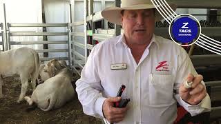 How to apply Z Tags NLIS Tags