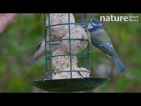 Blackcap feeding on fat balls in a bird feeder, a Blue tit that enters frame to feed, Bristol, UK