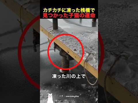 カチカチに凍った桟橋で見つかった子猫の運命