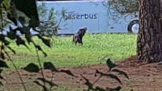 Dva crna vesela psa--veselo trčkaraju po livadi pokraj šume u prirodi...