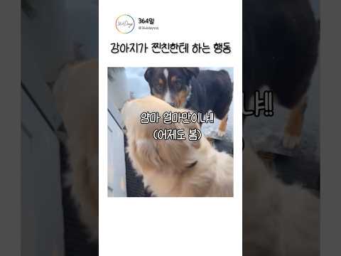 강아지가 찐친한테 하는 행동